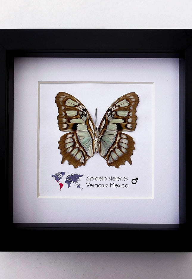 Framed Taxidermy Malachite Butterfly, Entomology Wall Decor
