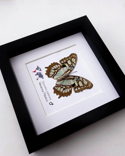 Framed Taxidermy Malachite Butterfly, Entomology Wall Decor