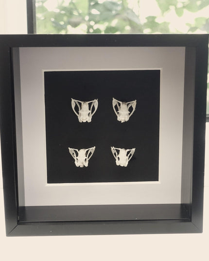 White-lipped Pit Viper Skulls Framed Display, Sulawesi, Indonesia (6x6)