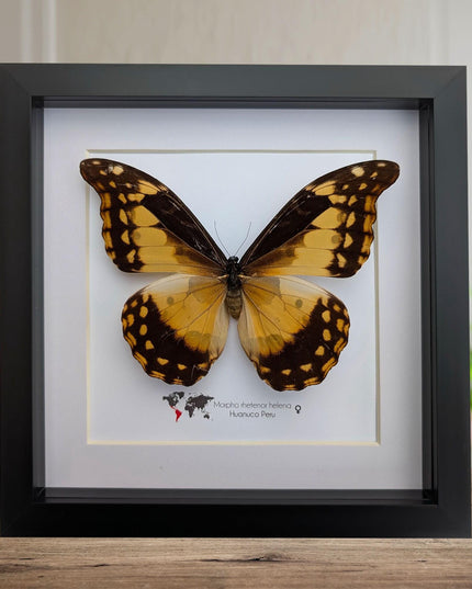 Framed Morpho Helena Butterfly, 8x8 Insect Display