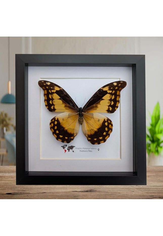 Framed Morpho Helena Butterfly, 8x8 Insect Display