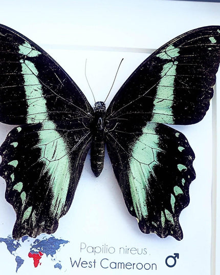 Framed Green-Banded Swallowtail Butterfly, Entomology Wall Art