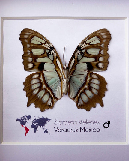 Framed Taxidermy Malachite Butterfly, Entomology Wall Decor