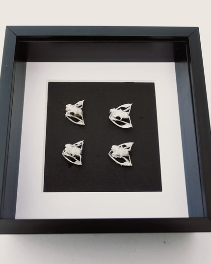 White-lipped Pit Viper Skulls Framed Display, Sulawesi, Indonesia (6x6)