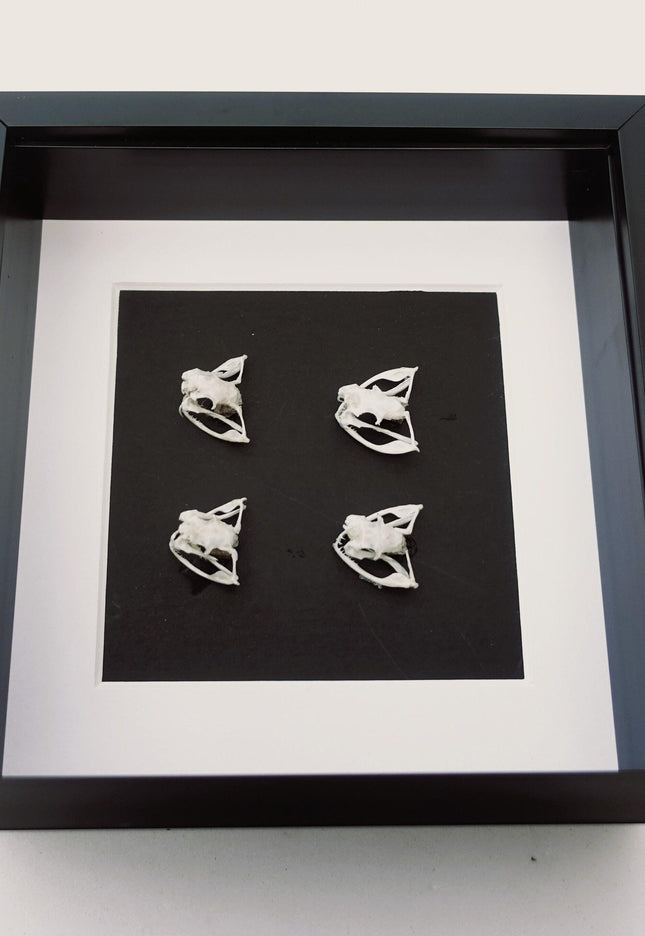 White-lipped Pit Viper Skulls Framed Display, Sulawesi, Indonesia (6x6)