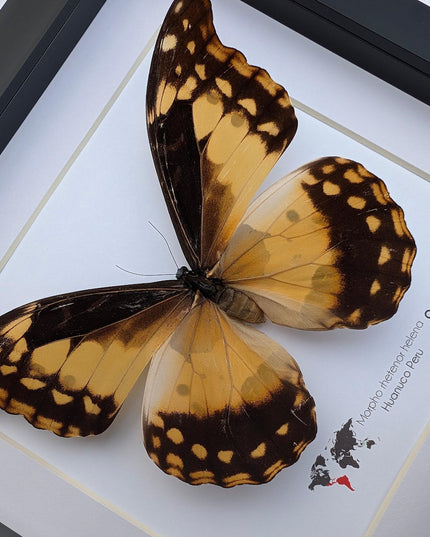 Framed Morpho Helena Butterfly, 8x8 Insect Display