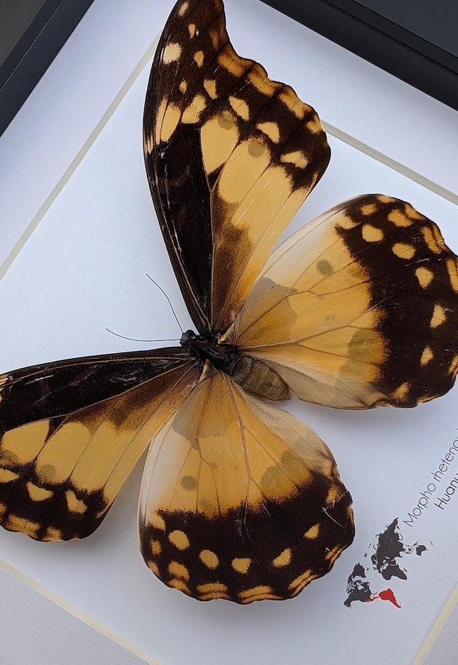 Framed Morpho Helena Butterfly, 8x8 Insect Display