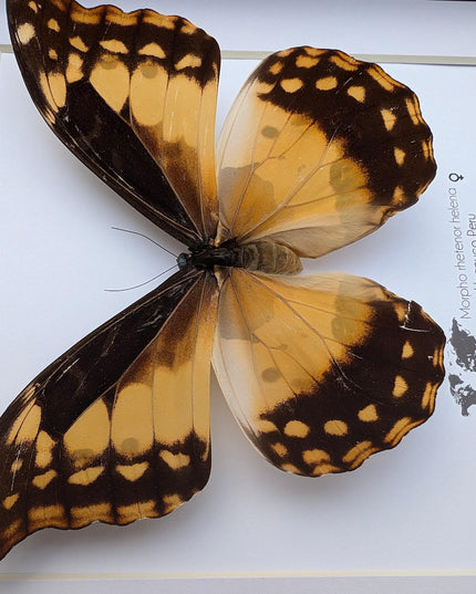 Framed Morpho Helena Butterfly, 8x8 Insect Display