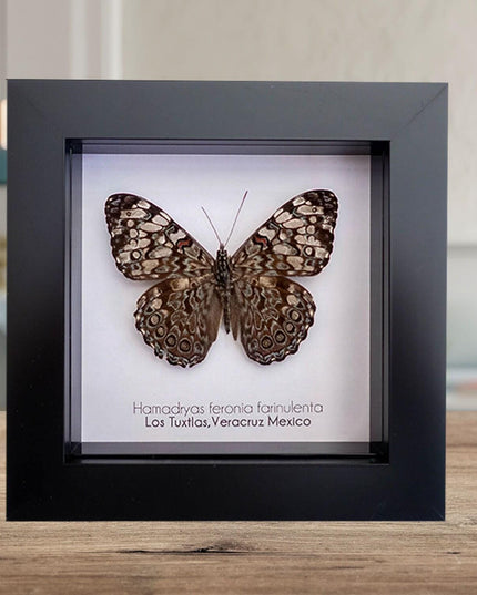 Framed Blue Cracker Butterfly Taxidermy, Entomology Wall Decor