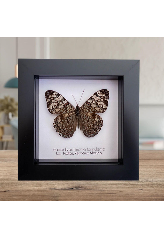 Framed Blue Cracker Butterfly Taxidermy, Entomology Wall Decor