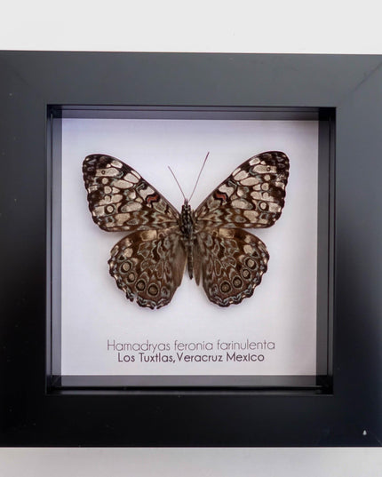 Framed Blue Cracker Butterfly Taxidermy, Entomology Wall Decor