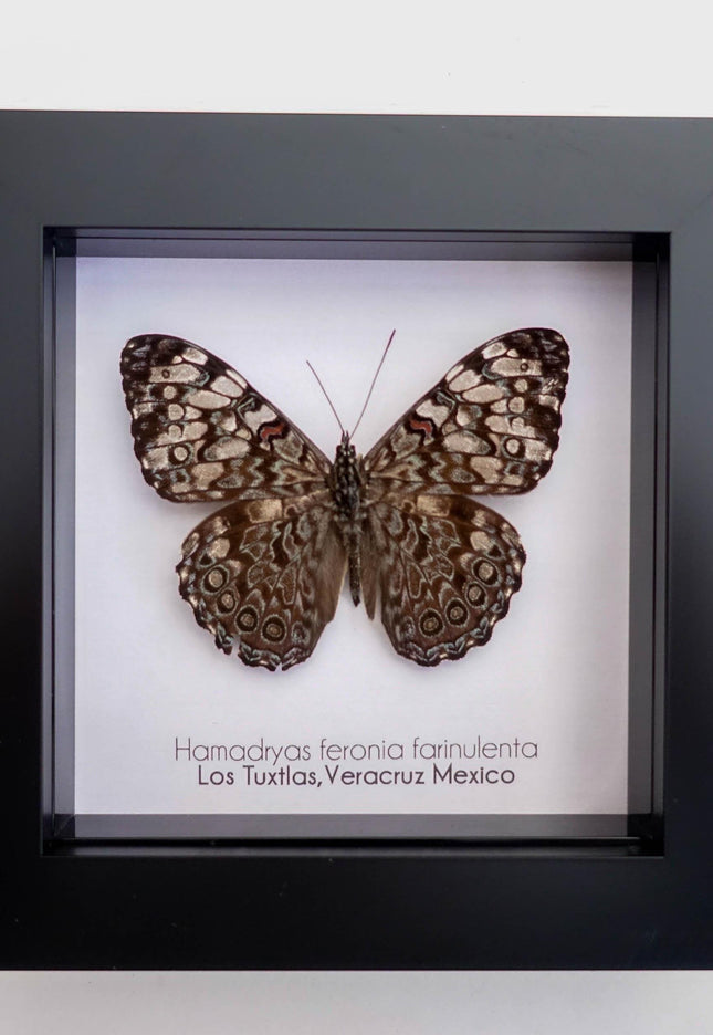 Framed Blue Cracker Butterfly Taxidermy, Entomology Wall Decor