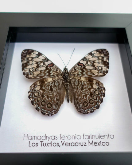 Framed Blue Cracker Butterfly Taxidermy, Entomology Wall Decor