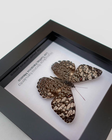 Framed Blue Cracker Butterfly Taxidermy, Entomology Wall Decor
