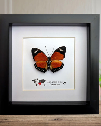 Taxidermy Orange Forester Butterfly, Framed Entomology Wall Decor (6x6)