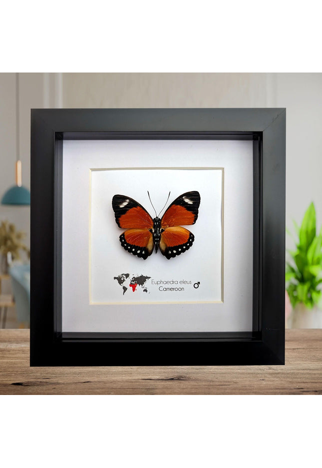 Taxidermy Orange Forester Butterfly, Framed Entomology Wall Decor (6x6)