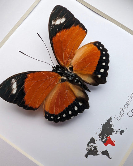 Taxidermy Orange Forester Butterfly, Framed Entomology Wall Decor (6x6)