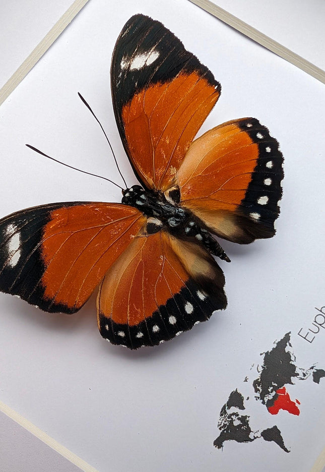 Taxidermy Orange Forester Butterfly, Framed Entomology Wall Decor (6x6)