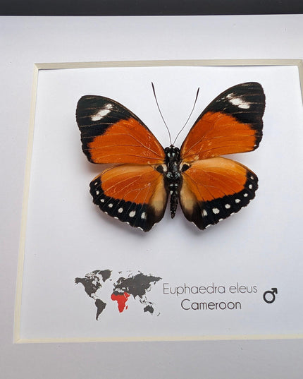 Taxidermy Orange Forester Butterfly, Framed Entomology Wall Decor (6x6)