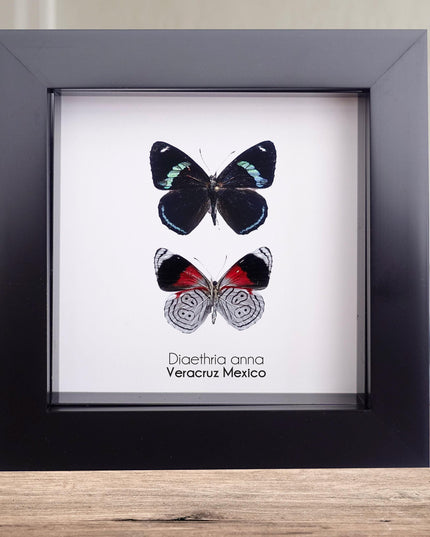 Framed anna's eighty-eight butterfly display: mexico, 4" x 4"