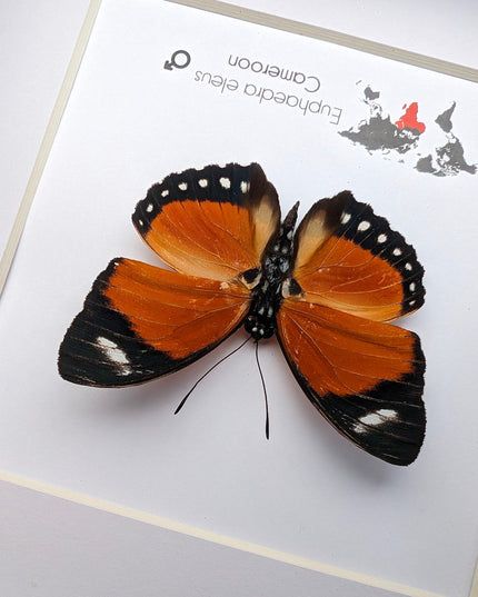 Taxidermy Orange Forester Butterfly, Framed Entomology Wall Decor (6x6)