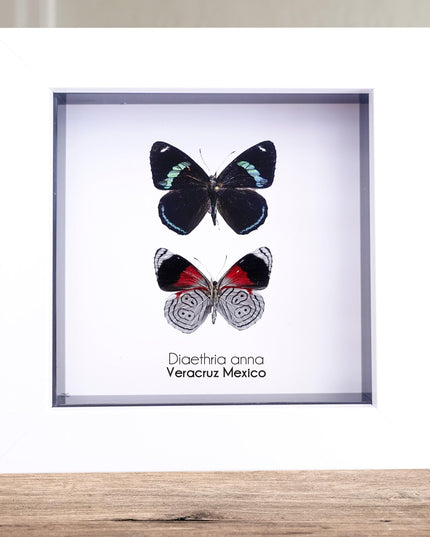 Framed anna's eighty-eight butterfly display: mexico, 4" x 4"