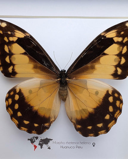 Framed Morpho Helena Butterfly, 8x8 Insect Display