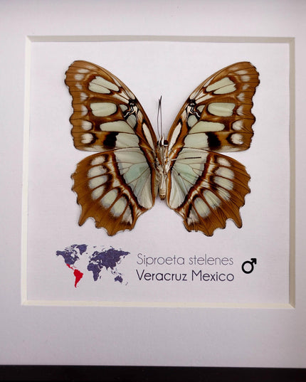 Framed Taxidermy Malachite Butterfly, Entomology Wall Decor