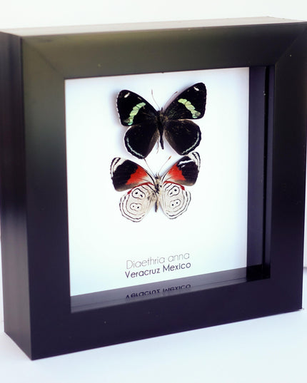 Framed anna's eighty-eight butterfly display: mexico, 4" x 4"