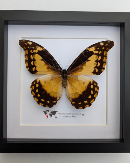Framed Morpho Helena Butterfly, 8x8 Insect Display
