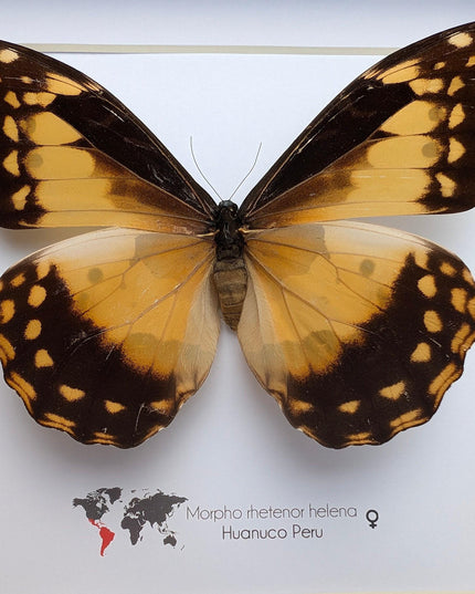 Framed Morpho Helena Butterfly, 8x8 Insect Display