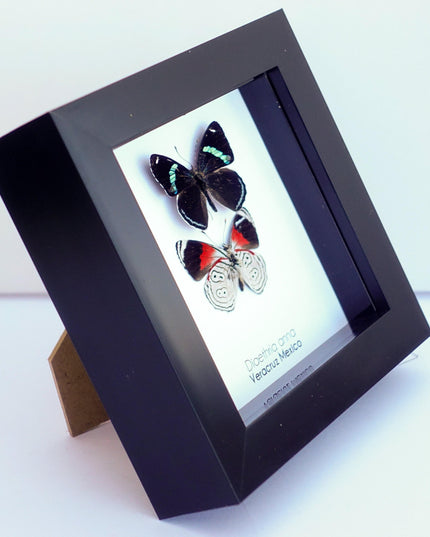Framed anna's eighty-eight butterfly display: mexico, 4" x 4"