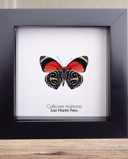 Callicore texa maimuna, butterfly from peru, front side, frame 4" x 4"