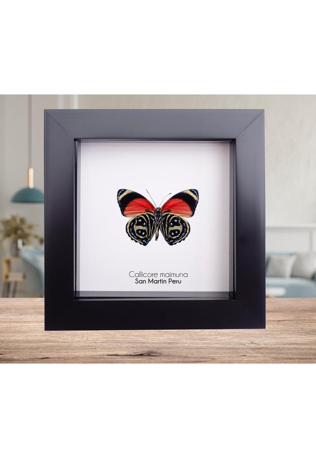 Callicore texa maimuna, butterfly from peru, front side, frame 4" x 4"