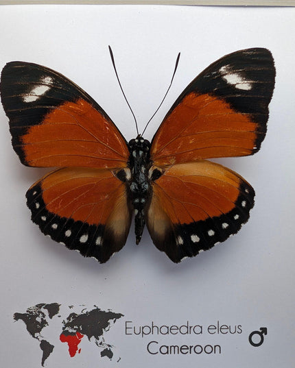 Taxidermy Orange Forester Butterfly, Framed Entomology Wall Decor (6x6)