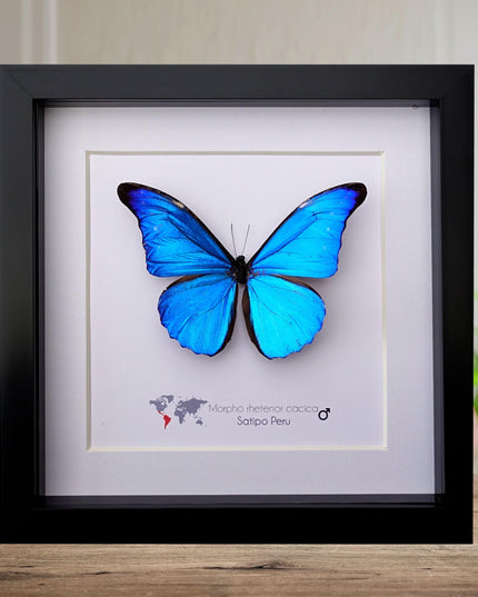 Framed Metallic Blue Morpho Butterfly, Taxidermy Art, 8"x8"