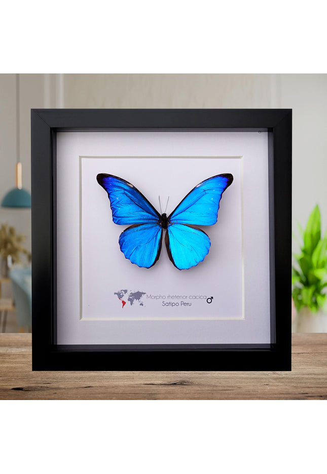Framed Metallic Blue Morpho Butterfly, Taxidermy Art, 8"x8"
