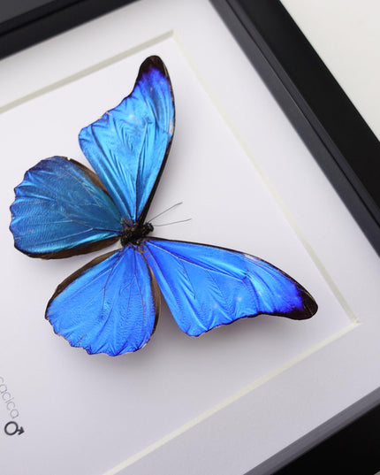Framed Metallic Blue Morpho Butterfly, Taxidermy Art, 8"x8"