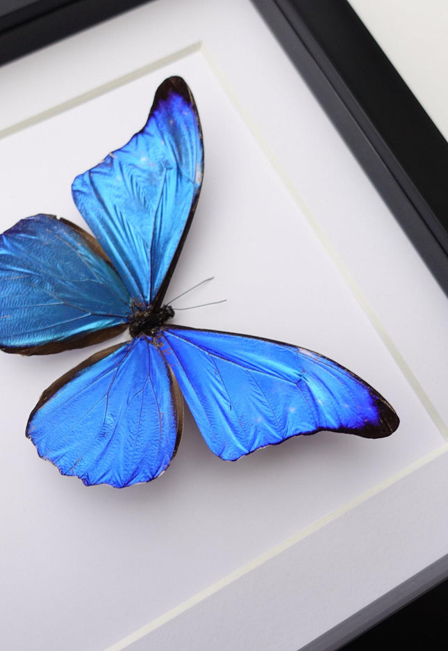 Framed Metallic Blue Morpho Butterfly, Taxidermy Art, 8"x8"