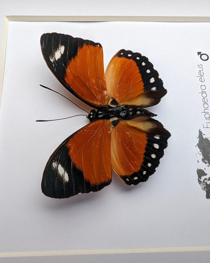 Taxidermy Orange Forester Butterfly, Framed Entomology Wall Decor (6x6)