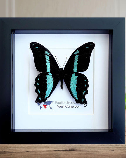 Framed papilio butterfly: broad green-banded swallowtail wall decor