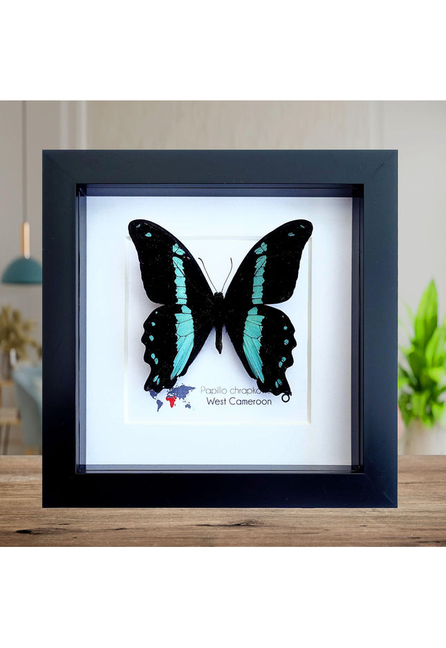 Framed papilio butterfly: broad green-banded swallowtail wall decor
