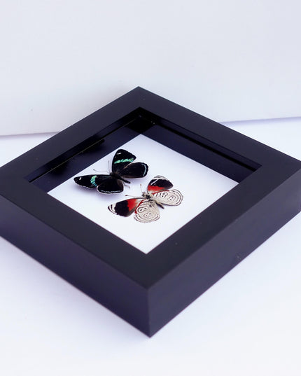 Framed anna's eighty-eight butterfly display: mexico, 4" x 4"