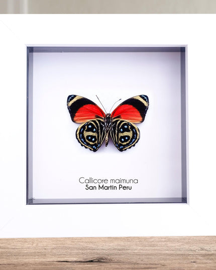 Callicore texa maimuna, butterfly from peru, front side, frame 4" x 4"
