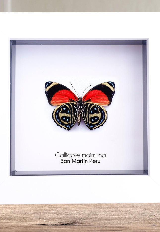 Callicore texa maimuna, butterfly from peru, front side, frame 4" x 4"