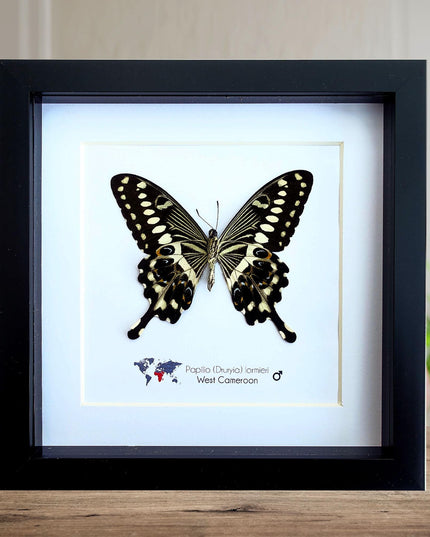 Framed papilio lormieri butterfly: central emperor swallowtail wall art