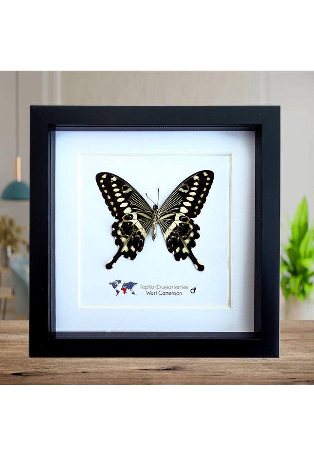 Framed papilio lormieri butterfly: central emperor swallowtail wall art