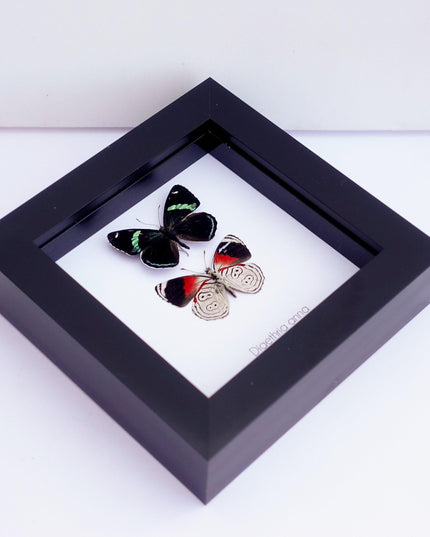 Framed anna's eighty-eight butterfly display: mexico, 4" x 4"