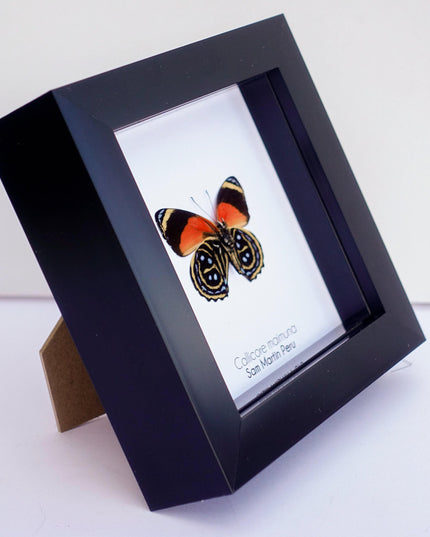 Callicore texa maimuna, butterfly from peru, front side, frame 4" x 4"
