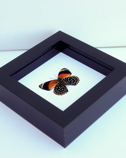 Callicore texa maimuna, butterfly from peru, front side, frame 4" x 4"